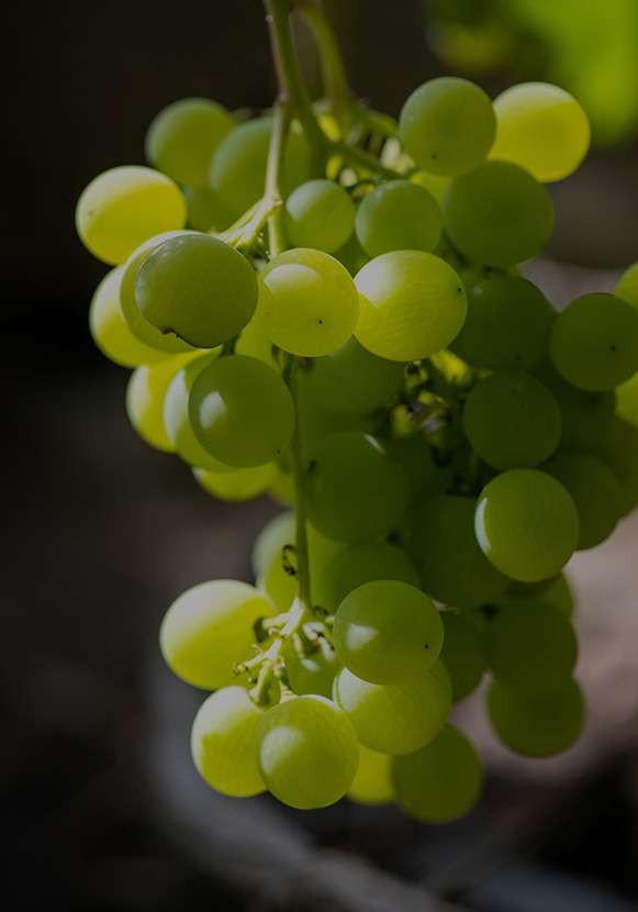 Vinaigre de Vin Blanc